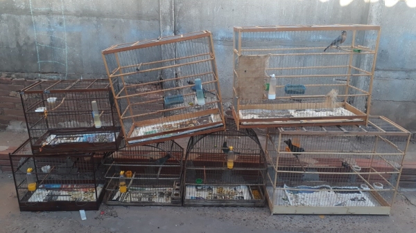 Dois bicos-de-veludo, quatro sanhaços e um sanhaço-coqueiro, resgatados pelo policiamento ambiental e devolvidos à natureza (Cedida/PM Ambiental).