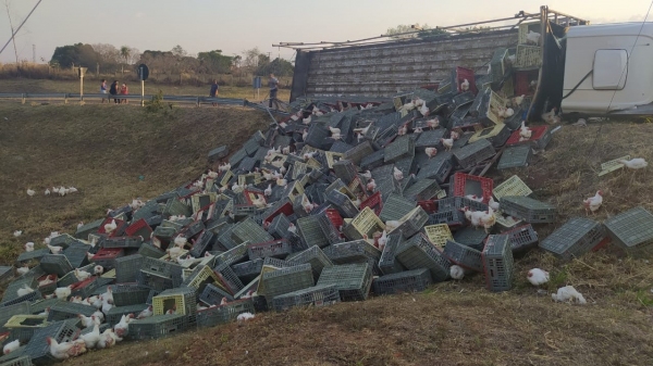 Caminhão levava mais de dois mil frangos vivos, em caixas (Foto: Cedida/PM Rodoviária).