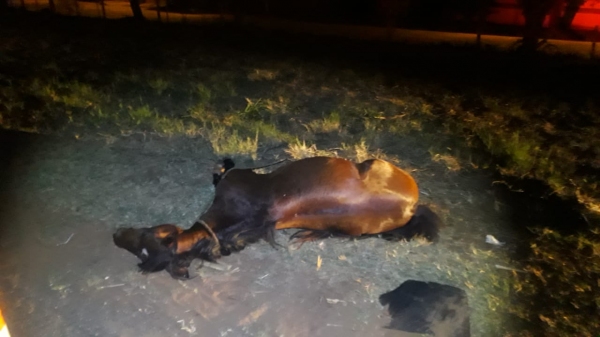 Animal estava solto pela pista e foi atropelado por ônibus, que não conseguiu desviar  (Divulgação/PM Rodoviária).