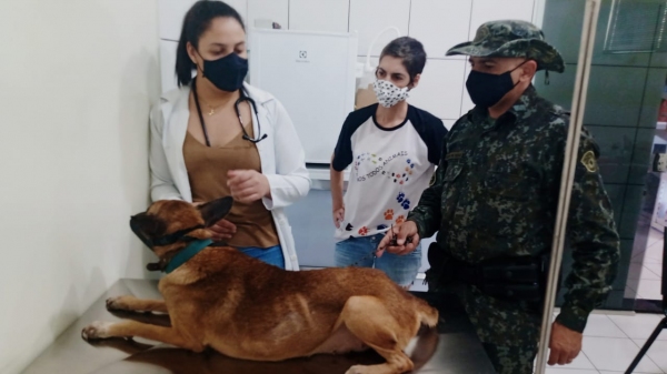 Cadela foi resgatada pela Polícia Ambiental e levada para atendimento veterinário (Divulgação/PM Ambiental).
