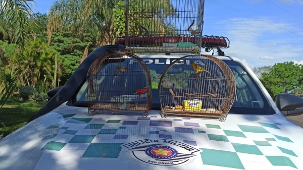 Após resgate dos pássaros e multa a dois moradores de Adamantina, aves silvestres foram devolvidas à natureza (Divulgação/PM Ambiental).