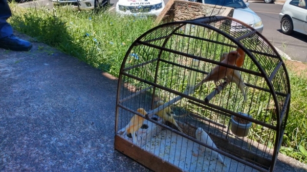 Canários estavam em uma gaiola, no porta-malas de um carro, sob o intenso calor da tarde. Termômetro na viatura da PM marcava 32°C (Divulgação/PM Ambiental).