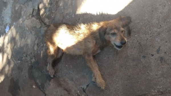 Dona do animal foi multada por não prestar socorro ao cão ferido após ser atropelado (Divulgação/PM Ambiental).