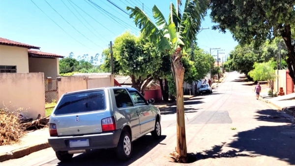 Bananeira foi plantada por moradores na Rua Mato Grosso, Jardim Brasil, em Adamantina (Everton Santos/Diário do Oeste).