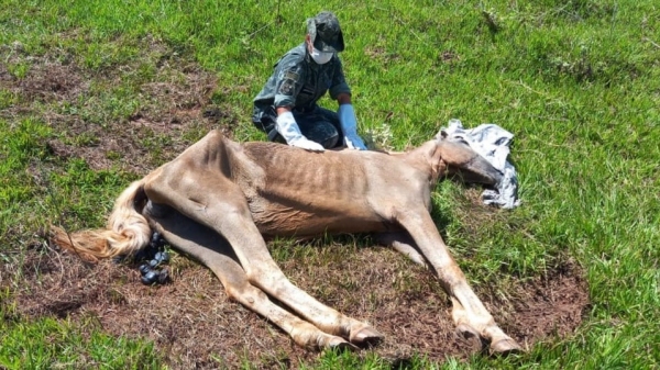 Animal encontrado sem vida, no sitio (Imagem: PM Ambiental).