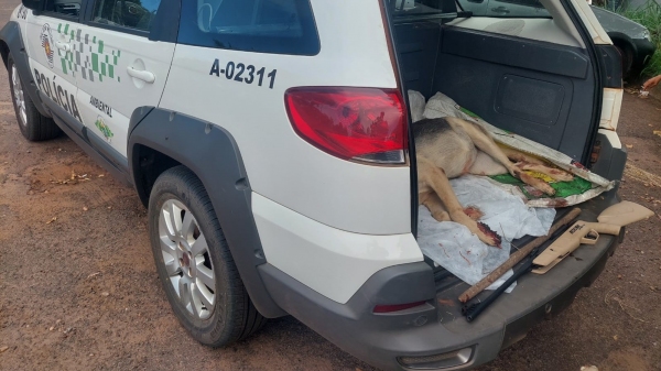 Corpo do animal agredido e morto pelo morador, a espingarda e o cabo de madeira, na viatura da Polícia Militar Ambiental  (Divulgação/PM Ambiental).