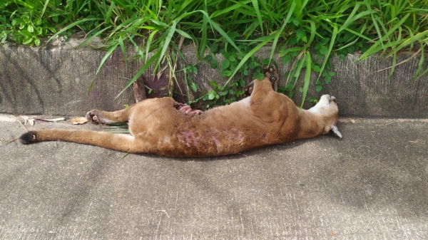 Animal morreu atropelado na SP-425, em Presidente Prudente (Divulgação/PM Ambiental).