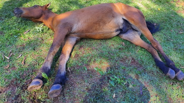 Animal foi encontrado esgotado, após excesso de esforço, e estaria sem alimentação e água há vários dias (Cedida/PM Ambiental).