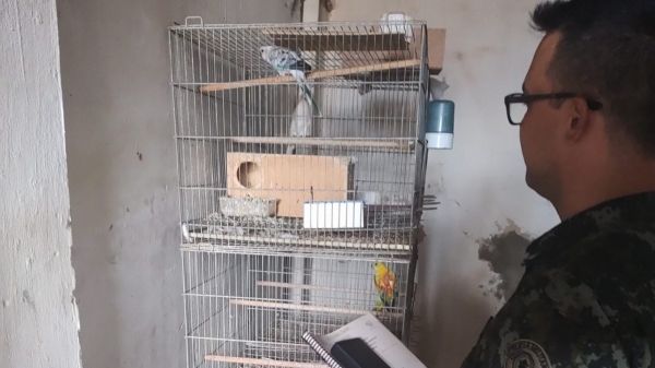 Fiscalização realizada em imóvel de criador encontrou pássaros silvestres sem documentação de origem (Divulgação/PM Ambiental).