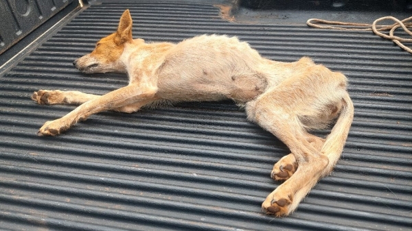 Animal já na viatura da Polícia Militar Ambiental (Divulgação/PM Ambiental).