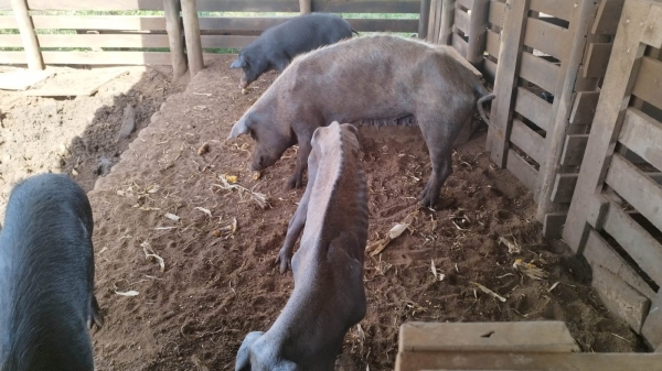 PM Ambiental constatou magreza excessiva nos animais (Divulgação/PM Ambiental).