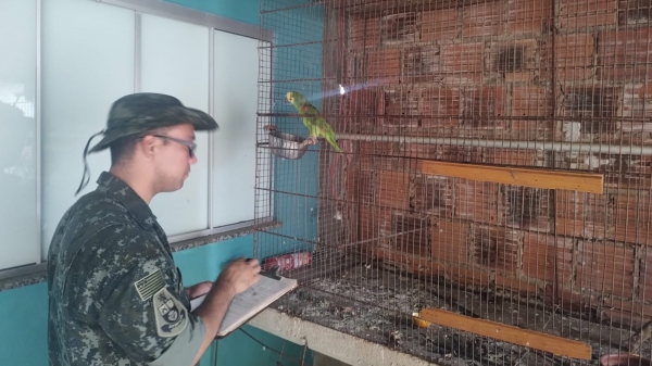 Fiscalização da Polícia Ambiental na residência de moradora do Jardim Adamantina, em Adamantina (Cedida).