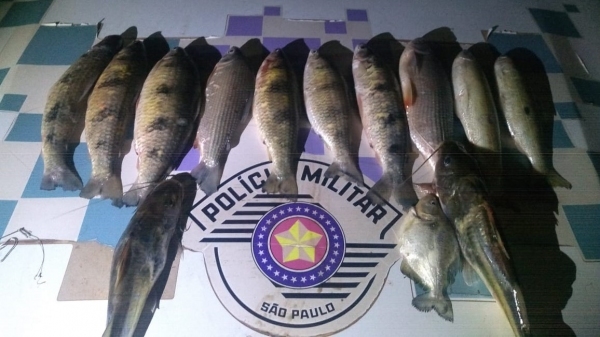 Pescados apreendidos com o homem, em Adamantina (Divulgação/PM Ambiental).