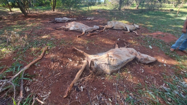 Parte dos animais mortos encontrados na fazenda, em Iepê (Divulgação/PM Ambiental).