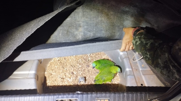 Duas aves eram levadas no compartimento de estepe do automóvel (Divulgação/PM Ambiental).