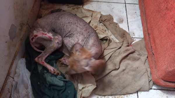 Constatado caso de maus tratos pelo médico veterinário, situação deve ser comunicada  à Polícia Civil, determina nova lei estadual (Cedida/PM Ambiental).