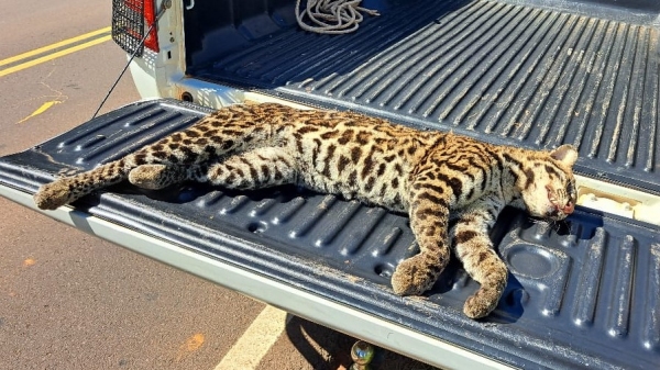Corpo do animal silvestre foi resgatado pela Polícia Ambiental na vicinal que liga Caiabu ao distrito de Iubatinga (Cedida/PM Ambiental).