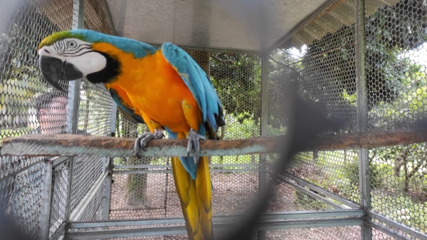 (Cedida/PM Ambiental).