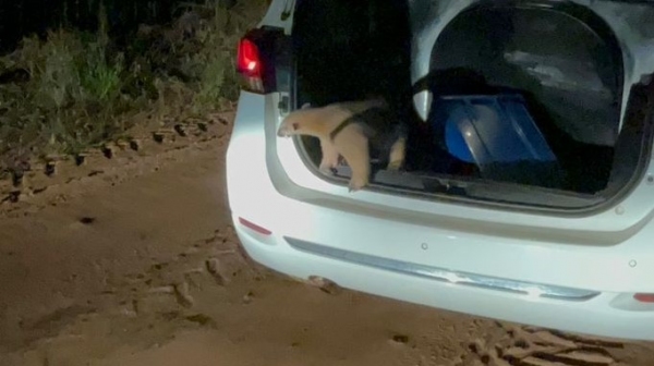 Animal foi resgatado e levado na viatura até ser solto em seu habitat natural, em área rural de Adamantina (Cedida/PM).