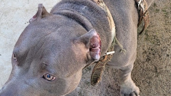 Animal teve as orelhas mutiladas para fins estéticos (Cedida/PM Ambiental).