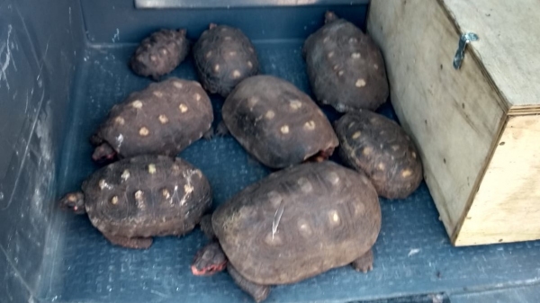 Os oito jabutis encontrados no quintal da casa e levados pela equipe da Polícia Ambiental para soltura em seu habitat natural (Cedida/PM Ambiental).