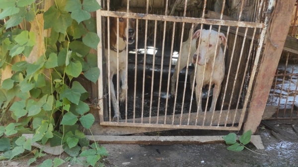 Policiamento encontrou animais em situação de maus tratos, apresentando magreza excessiva, alimentação inadequada, espaço insuficiente e ambiente insalubre (Cedida/PM Ambiental).