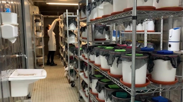 Mosquitos machos estéreis são produzidos em laboratório (Divulgação).