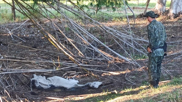 Segundo a PM Ambiental, animais caíram desnutridos e morreram (Cedida/PM Ambiental).