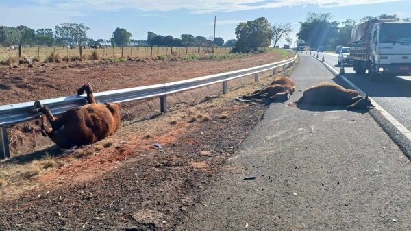 Animais mortos na pista, após a colisão (Cedida/PM Rodoviária).