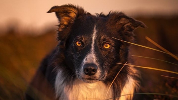 Final do Campeonato Paulista de Cães de Pastoreio será neste fim de semana em Inúbia Paulista (Divulgação).