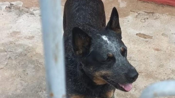 Cão foi furtado mês passado, em Adamantina, e recuperado nesta terça-feira, 29 de agosto, em Bastos (Foto: Polícia Civil).