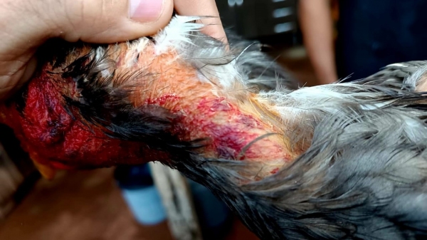 Sete animais foram encontrados no local com ferimentos, em condições de maus tratos (Cedida/PM Ambiental).