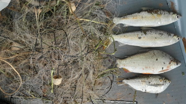 Peixes e redes de pesca apreendidos na fiscalização no Rio Aguapeà em Adamantina (Cedida/PM Ambiental).