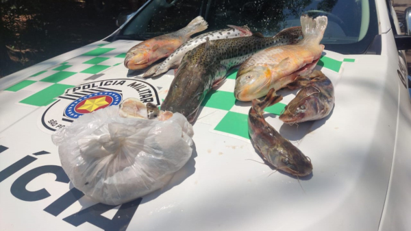 Pescados localizados e apreendidos pesaram 15,9 quilos (Cedida/PM Ambiental).