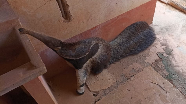 Tamandu?-bandeira estava no quintal de uma casa em Pacaembu (Cedida).