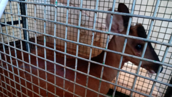 Animal estava ferido em uma das patas e foi capturado em uma loja em Dracena (Cedida/PM Ambiental).