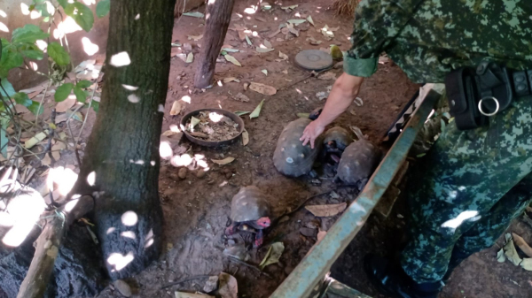 Animais encontrados na resid?ncia do morador, na Vila Jardim, em Adamantina (Cedida/PM Ambiental).