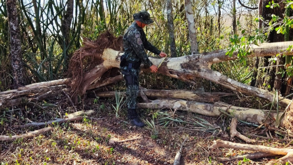 Imagens de satelite apontaram os danos e equipe foi ao local (Cedida/PM Ambiental).
