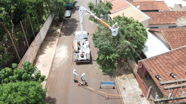 Iniciativa vai acompanhar desenvolvimento das especies e programar antecipadamente as podas (Cedida/Energisa).