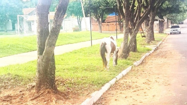 Animal equino solto na via publica (Cedida/PMA).