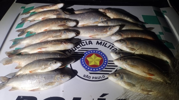 Pescados apreendidos em Lucelia (Cedida/PM Ambiental).