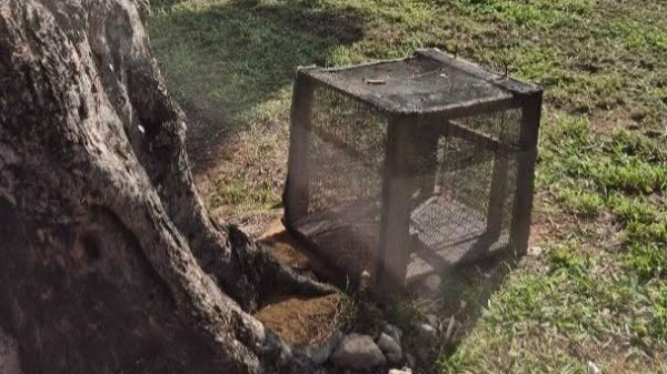Gatoeira foi devolvida ao mesmo local de onde foi levada (Cedida).