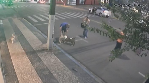 Com risco à própria integridade física, dono da Lhasa tenta fazer com que o Pitbull solte o animal de estimação, que morreu após o ataque (Reprodução).