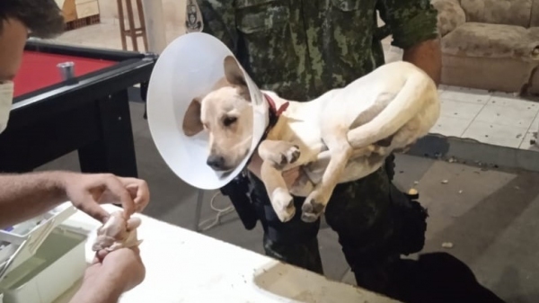 Cão castrado pelos estudantes, resgatado pela PolÃcia Ambiental (Divulgação/PM Ambiental).