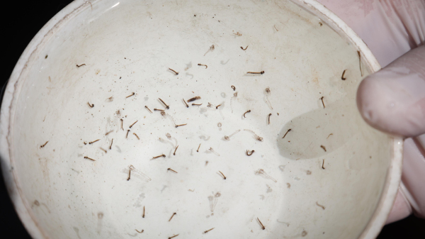 Larvas do mosquito Aedes aegypti (Imagem ilustrativa/Governo de SP).