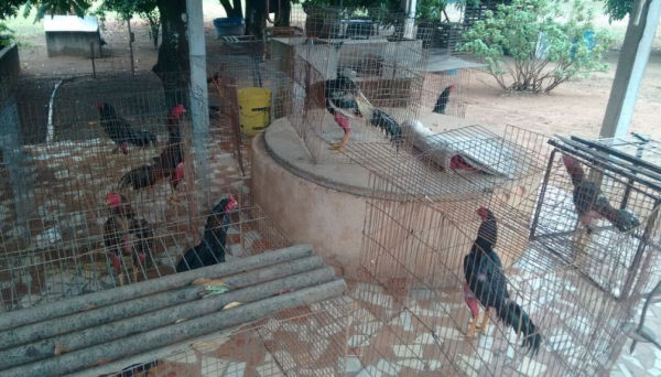Polícia Ambiental faz operação após denúncia anônima e localiza 13 galos sob suspeitas de maus tratos (Foto: Cedida/Polícia Ambiental).