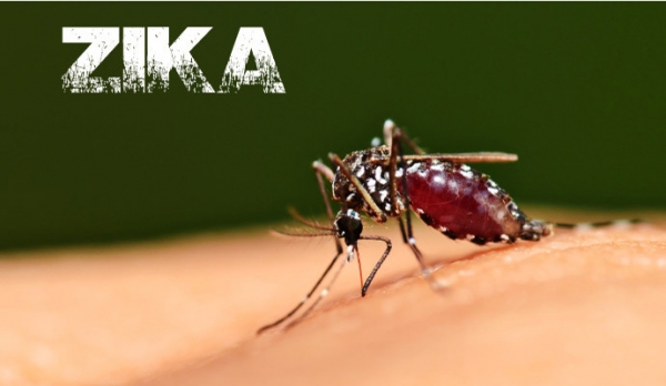 Mosquito Aedes Aegypti é transmissor da dengue, zika vírus e chikungunya (Imagem: Ilustração).