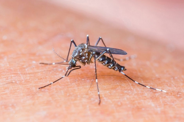 Transmissão se dá pelo mosquito Aedes Aegypti, também transmissor da dengue e da febre chikungunya (Foto: Ilustração).